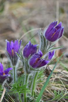 Close up early bloomer purple pulsatilla flower head (windflower, mayflower, pasqueflower) in green grass, low angle view
