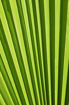 Extreme close up background texture of backlit green palm leaf veins