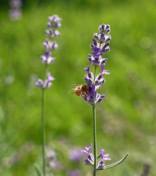 Close up honeybee on blooming purple lavender flowers in green grass, low angle side view