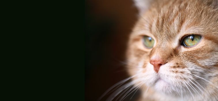 The important decision of my ginger cat. His portrait on dark background