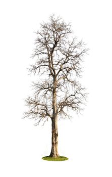 the big dead tree isolated on white background