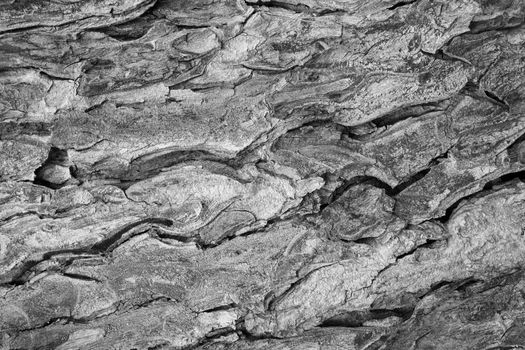 tree bark texture pattern. wood rind for background