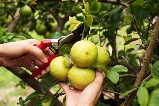 gardener pruning lemon trees with pruning shears on nature background.