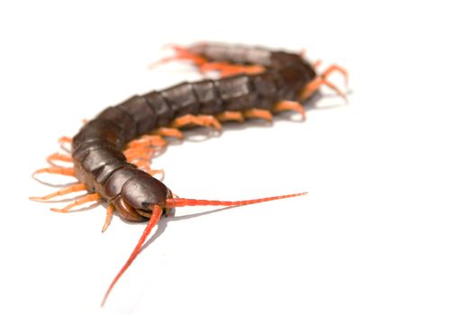 Giant centipede Scolopendra subspinipes isolated on white background.