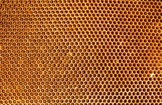 Background texture and pattern honeycomb from a bee hive filled with golden