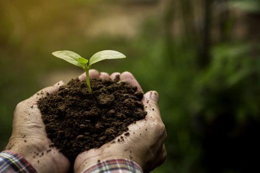 Human hands holding green small plant life concept.Ecology concept.