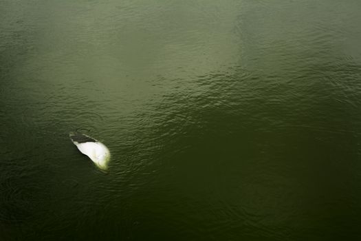 Fish dead on the river. Environmental pollution. The impact of toxic in the aquatic environment.