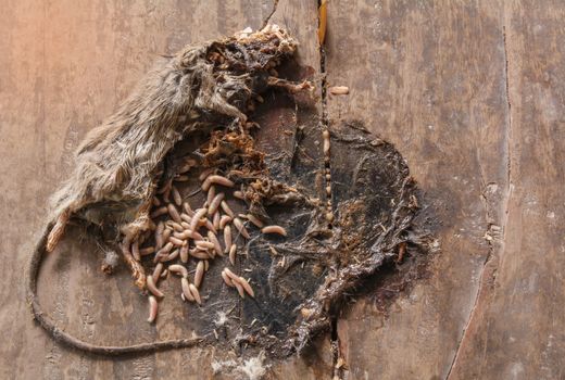 Dead gray and white mouse with maggots in body of mouse on wooden ground.