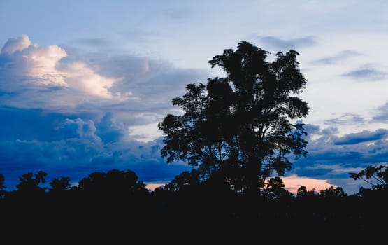 Trees on cloudy with sky at evening background silhouette style.