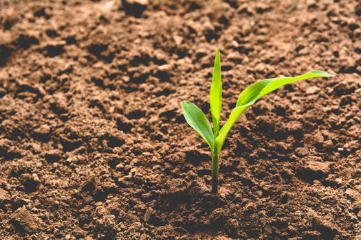 Seedling and plant growing in soil on nature background