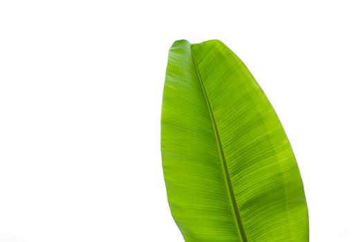 Banana leave isolated over white background with clipping path.