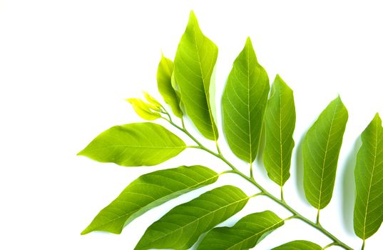 Green leave isolated over white background with clipping path.