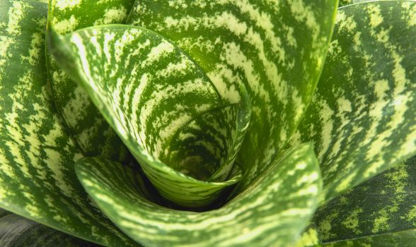 Green leaf macro, green fresh plants close up for background