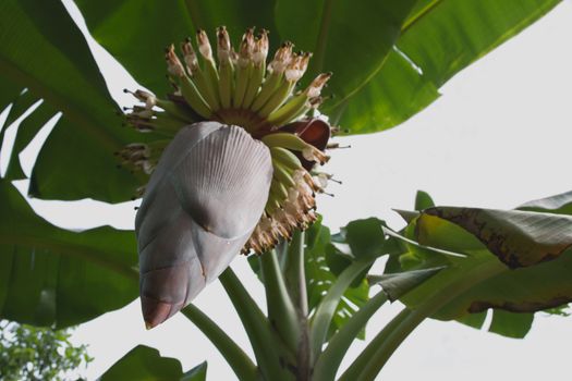 Banana tree with bunch of growing ripe green bananas. Banana trees in lush tropical garden.