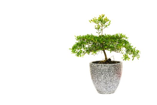 green potted plant, trees in the pot isolated on white background.