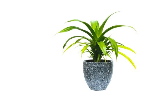 green potted plant, trees in the pot isolated on white background.