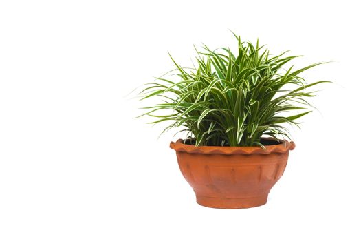 green potted plant, trees in the pot isolated on white background.