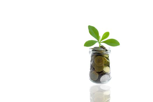 Coins and plant in bottle, Business investment saving concept. Coins in bottle on white background, Business investment concept