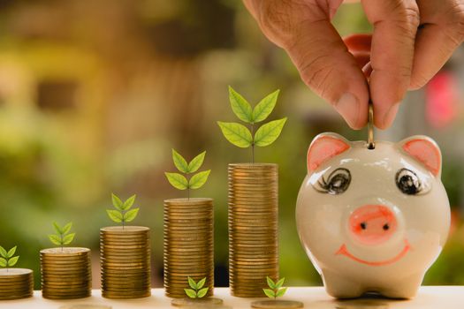 Saving money concept and hand putting money coin into piggy bank growing for business