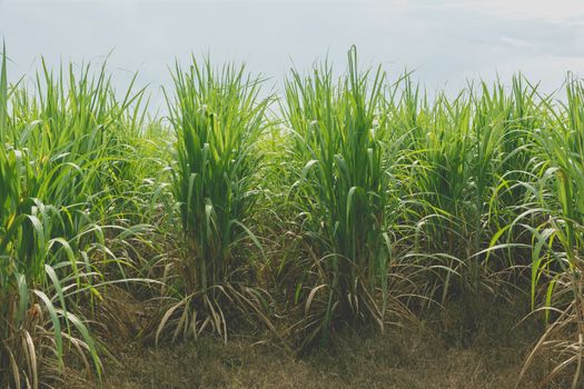 Sugarcane field in blue sky with white sun ray