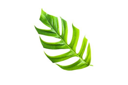 Green sugarcane  leave isolated over white background with clipping path.