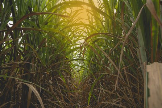 Green sugarcane field with orange sun ray at Thailand.