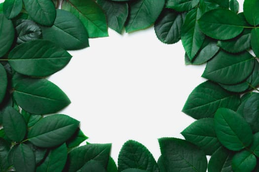 Green leaves border. Tree leaf frame isolated on white background with clipping path.