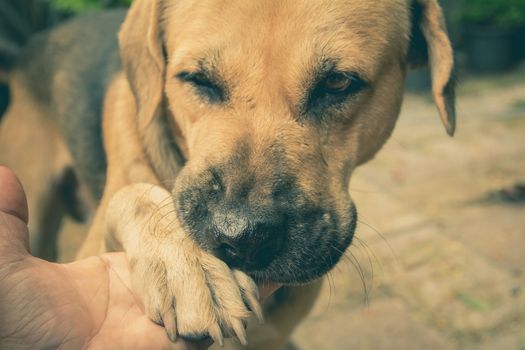 dogs shaking hand with human, friendship between human and dogs. Dog paw and human hand shaking.