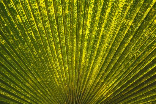 Green leaf macro, green fresh plants close up for background