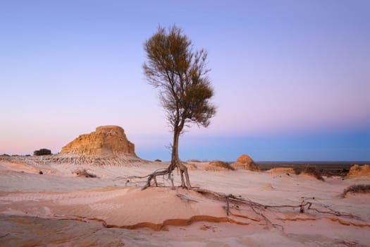 Tree roots earching for water in an arid landscape