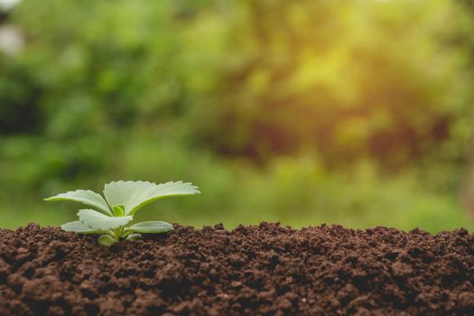 Seedling and plant growing in soil on nature background