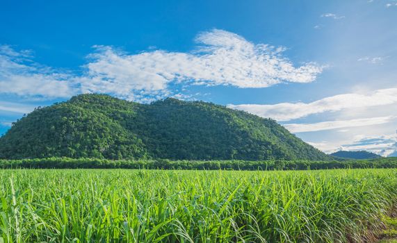 Beautiful Mountains with green plant and blue sky landscape in Thailand.