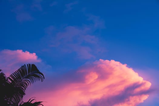 Trees on cloudy with sky at evening background silhouette style.