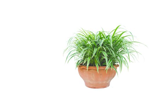 green potted plant, trees in the pot isolated on white background.