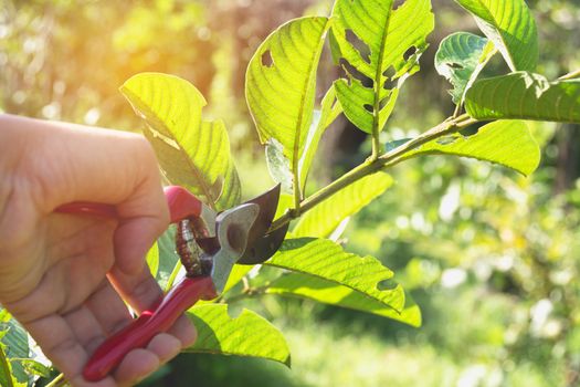 gardener pruning trees with pruning shears on nature background.