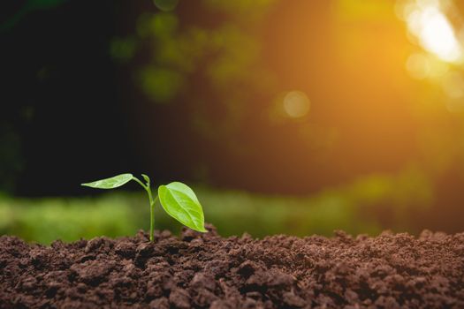 Seedling and plant growing in soil on nature background