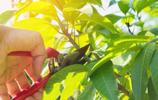 gardener pruning trees with pruning shears on nature background.