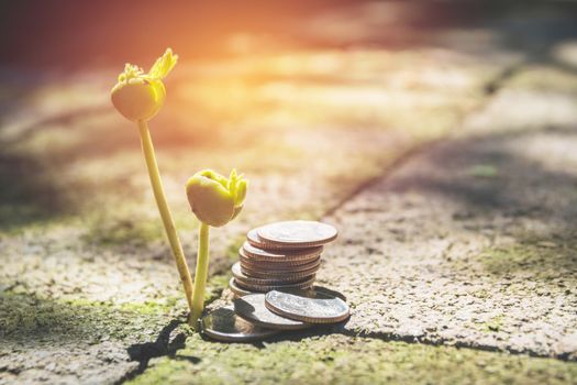 Young green plant with stack coin on ground for growing business financial concept.