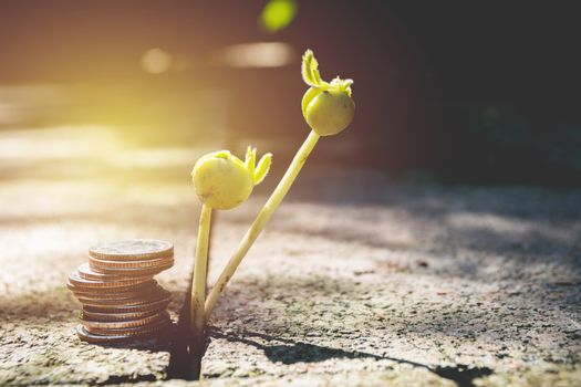 Young green plant with stack coin on ground for growing business financial concept.