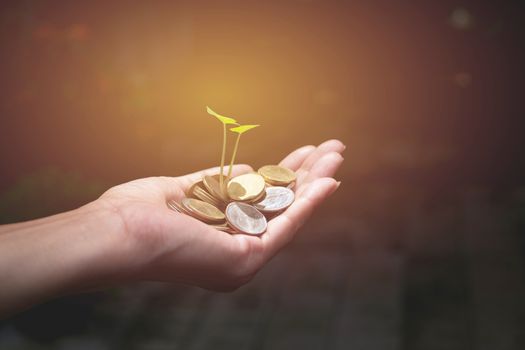 Male holding money gold coins with plant in his hand for financial and saving money concept.