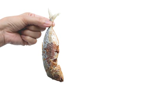 Hand of male holding the mackerel fried isolated on white background.