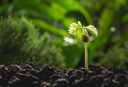 Seedling and plant growing in soil on nature background