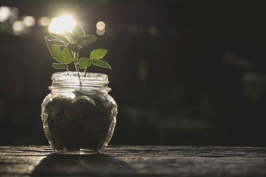 Coins in glass and stack coins with plant for growing business and tax season.