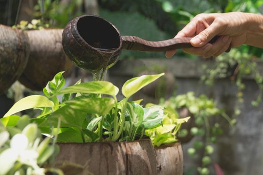 Pouring a young plant from watering can. Gardening and watering plants.