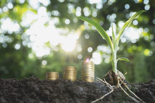 Young green plant with stack coin on ground for growing business financial concept.