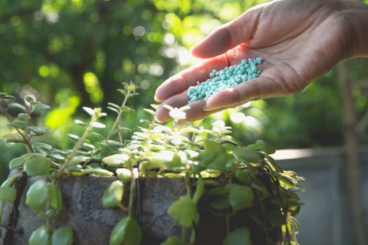 Seedling concept by human hand apply fertilizer young tree over green background