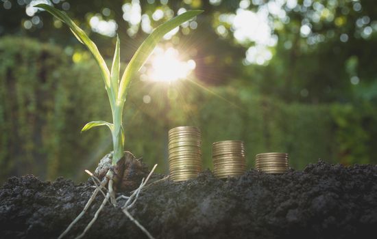 Young green plant with stack coin on ground for growing business financial concept.