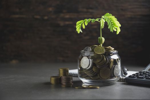 Young green plant with stack coin on ground for growing business financial concept.