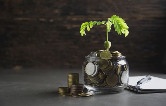 Young green plant with stack coin on ground for growing business financial concept.