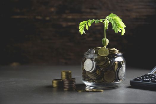 Young green plant with stack coin on ground for growing business financial concept.